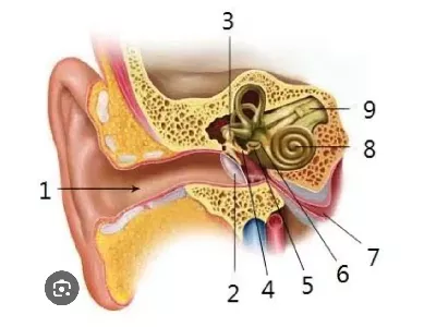 برگزاری سمپوزیوم گوش و حلق بینی در بیمارستان آموزشی و درمانی امام خمینی (ره)کرمانشاه
